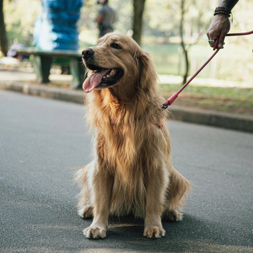 Psychological Injuries After Dog Attacks_ PTSD, Anxiety, and Compensation in BC